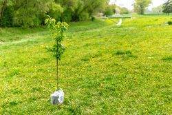 planting trees