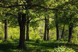 Forrest full of trees